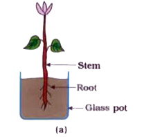 Your subject teacher arranged a potted plant as shown in figure (a). Next day turn its position horizontally as shown in figure (b). After few days, you observed the plant as shown in figure (c).         What happens when the pot along with the plant is placed as in fig. (b)?