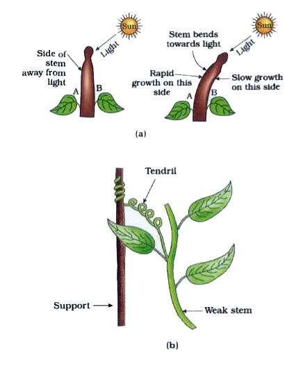 Observe figs. (a), (b), (c) and (d).   rarr Determine on the basis of your observations whether the movement occurring in the plant is growth based or not?   rarr State the type of movement occurred herein.