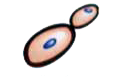 To observe the asexual reproduction method-Budding in yeast.   Apparatus : Test tube, conical flask, cotton plug, cover slip, glass slide, microscope, dropper.   Materials : Water, sugar, dry yeast granules.   Procedure :   rarr Take 100mL of water in conical flask, Add 10g sugar and dissolve it to prepare sugar solution.   rarr Take 20mL of sugar solution in glass test tube. Add little amount of dry yeast granules. Shake the mixture and close the test tube tightly with cotton plug.   rarr Keep the test tube in warm place for 1 to 2 hours.   rarr Take one or two drops of yeast solution on the glass slide with the help of dropper.   rarr Now put a cover slip over it and observe under the microscope.      Can yeast live in the dormant condition ?