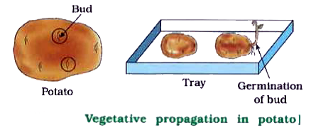 To study the vegetative propagation in potato.   Apparatus : Tray, cotton   Material : Potato   Procedure :   rarr Take potato tuber and observe its surface.   rarr Observe the pits on its surface and bud present in the pit.   rarr Make circle around them with the help of marker.   rarr Cut the potato into small pieces in such a way that, some of them possess bud.   rarr Now put wet cotton in the tray and put the potato pieces on it.   rarr Water for some days in tray, so that cotton remains wet.   rarr Observe the changes that occur in the potato piece.      Is potato tuber root or stem?