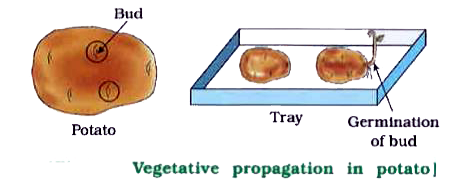 To study the vegetative propagation in potato.   Apparatus : Tray, cotton   Material : Potato   Procedure :   rarr Take potato tuber and observe its surface.   rarr Observe the pits on its surface and bud present in the pit.   rarr Make circle around them with the help of marker.   rarr Cut the potato into small pieces in such a way that, some of them possess bud.   rarr Now put wet cotton in the tray and put the potato pieces on it.   rarr Water for some days in tray, so that cotton remains wet.   rarr Observe the changes that occur in the potato piece.      Which are the potato pieces, that give rise to fresh green shoots and roots ?