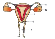 Carefully observe the given diagram and answer the questions related with it:      Where do given events occur?   (i) Formation of ovum and its release   (ii) Fertilisation   (iii) Implantation of fertilised ovum