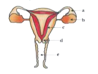 Carefully observe the given diagram and answer the questions related with it:      The inner wall of uterus ………….....   (i) Before ovulation and   (ii) What happens if ovum does not get fertilised ?