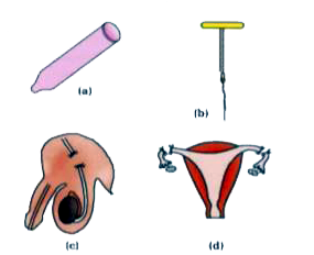 Identify diagram (a), (b), (c) and (d) and give its name.   Out of these, which one is effective for preventing unwanted pregnancy as well as for protection against sexually transmitted diseases ?