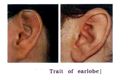 To suggest rule for inheritance of earlobe type. Procedure /Method :   rarr The lowest part of the ear pinna called the earlobe, is closely attached to the side of the head, i.e., attached or not, i.e., free.   rarr Observe the earlobes of all the students in the class. Prepare a list of students. Enter the data about the earlobes whether they are free or attached.   rarr Find out about the earlobes of the parents of each student in the class.   rarr Correlate earlobe type of each student with that of their parents.   rarr In the column write F for free earlobe and A for attached earlobe.         Answer the following questions on the basis of the collected data:   Which expression of earlobe is observed more in number in your class?
