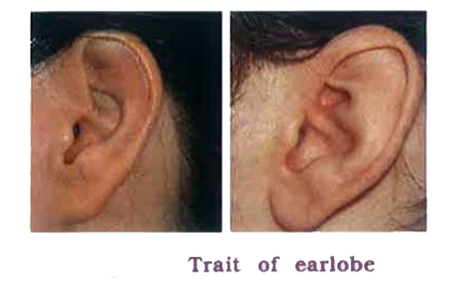 To suggest rule for inheritance of earlobe type. Procedure /Method :   rarr The lowest part of the ear pinna called the earlobe, is closely attached to the side of the head, i.e., attached or not, i.e., free.   rarr Observe the earlobes of all the students in the class. Prepare a list of students. Enter the data about the earlobes whether they are free or attached.   rarr Find out about the earlobes of the parents of each student in the class.   rarr Correlate earlobe type of each student with that of their parents.   rarr In the column write F for free earlobe and A for attached earlobe.         Answer the following questions on the basis of the collected data:   From your collected data state which expression is dominant and which one is recessive for earlobe.