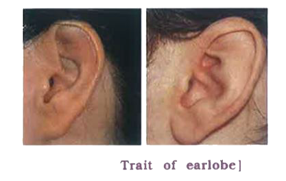 To suggest rule for inheritance of earlobe type. Procedure /Method :   rarr The lowest part of the ear pinna called the earlobe, is closely attached to the side of the head, i.e., attached or not, i.e., free.   rarr Observe the earlobes of all the students in the class. Prepare a list of students. Enter the data about the earlobes whether they are free or attached.   rarr Find out about the earlobes of the parents of each student in the class.   rarr Correlate earlobe type of each student with that of their parents.   rarr In the column write F for free earlobe and A for attached earlobe.         Answer the following questions on the basis of the collected data:   Determine the percentage of free earlobe and attached earlobe in the students of your classroom.