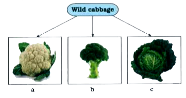 Name the diagrams a, b and c and from which part of the wild cabbage are they obtained ? Which method is used for obtaining these ?