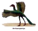 Which were the reptilian characters and which were the avian characters in the fossil Archaeopteryx? You can take help of your subject teachter?