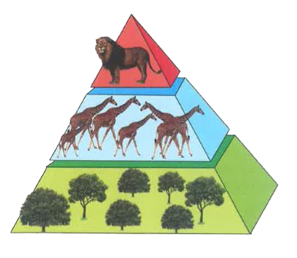 Questions :   (1) Which  trophic level has maximum number of organisms? Why ?   ( 2 )Why number of secondary consumers are less than herbivores?   ( 3 )Why lion is placed at the top of pyramid ?