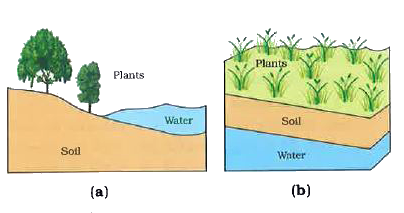 Locate and name the water reservoirs in diagram (a) and (b).