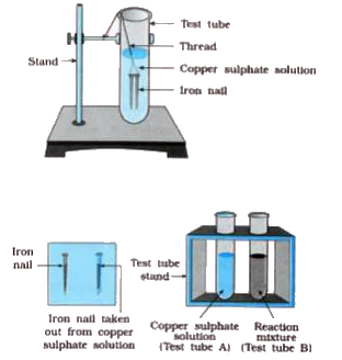 Aim : To study the displacement reaction taking place between iron nail and solution of copper sulphate.    Activity:   Take three iron nails and clean their surface by rubbing them with a sand paper.   Take two test tubes labelled as (A) and (B). Take about 10 mL solution of copper sulphate in each test tube.    Tie two iron nails with a thread and immerse them in copper sulphate solution for about 20 minutes.   Keep one iron nail aside for comparison.   Take out the iron nails from the copper sulphate solution after 20 minutes.    Compare the colour of both iron nails with the nail kept aside.    Compare the intensity of the colour of copper sulphate solutions of both the test tubes, (A) and (B).       What would be the colour of iron nail placed in the solution of CuSO(4)?
