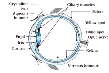 Draw a neat labelled diagram of the human eye and explain the working