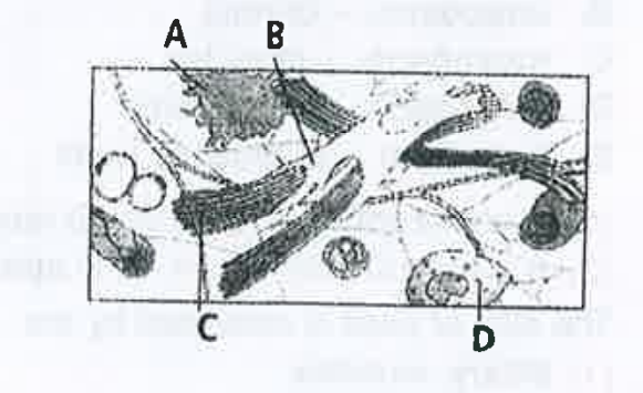 Given below is the diagrammatic sketch of a    cartain type of connective tissue. Ientify the    parts labelled A, B, C and D and select the    right option about them