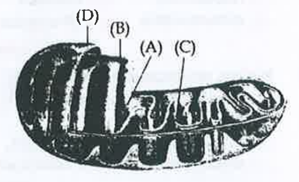 The  figure  below  shows  the  structure of a mitochondrion with  its   four parts labelled (A), matched  with its  function.