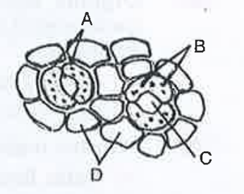 The following figure shows the stomatal apparatus . Identify the parts labelled as A,B,C and D . Choose the correct answer from the following