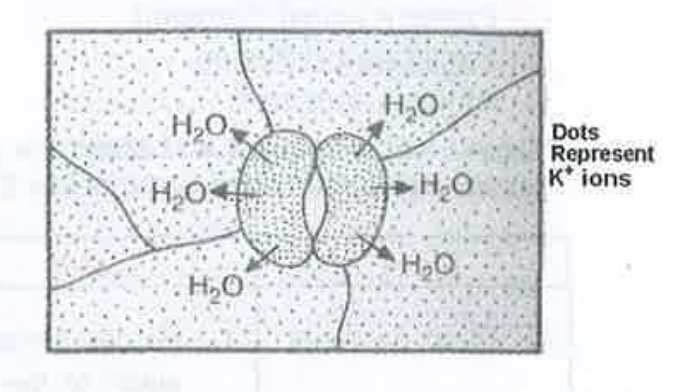 The diagram illustrates stomatal closing . The major mistake  in the digram is