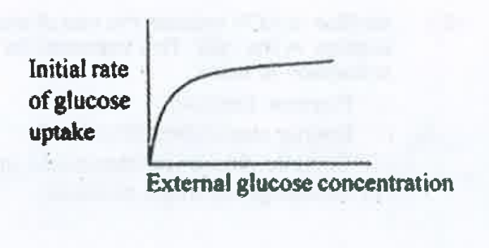 The rate of glucose uptake in a cell , shown in the graph , indicated that the uptake is