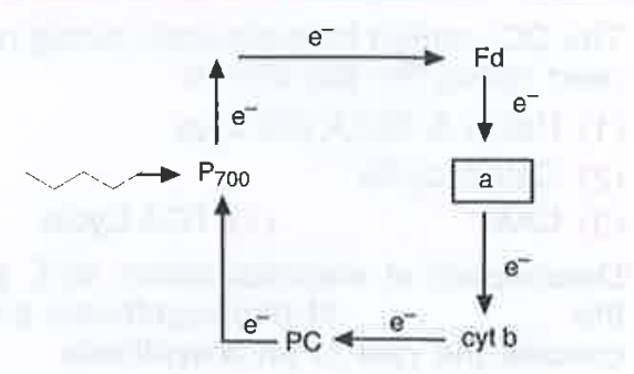 In the chart of photophosphorylation, what does 'a' represent