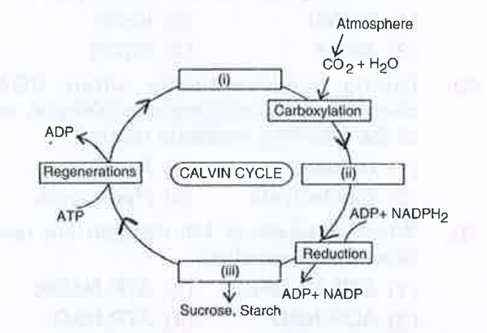 Choose the correct combinations of labelling the carbohydrate molecule involved in the Calvin cycle.