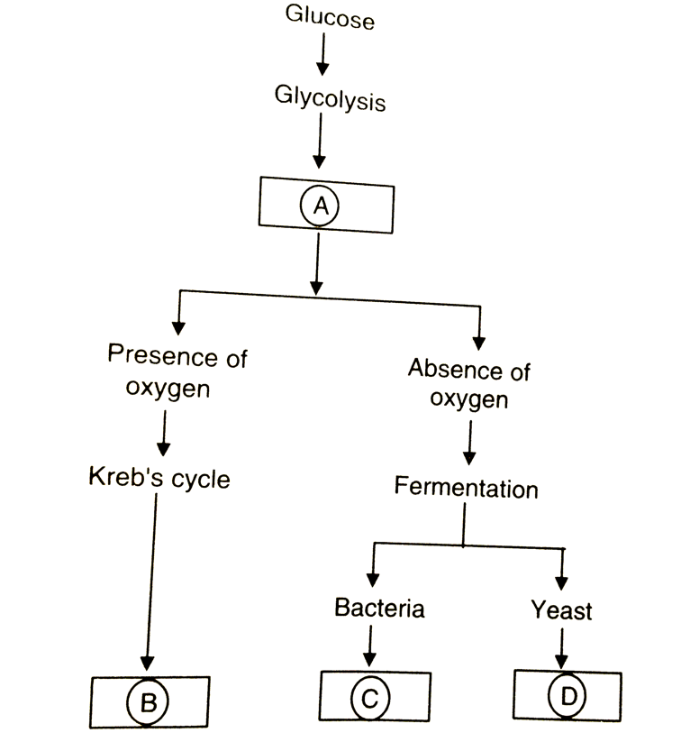 The following is a simplified scheme showing the fate of glucose during aerobic and anaerobic respiration. Identify the end products that are formed at stages indicates as A, B, C, and D. Identify the correct option from those given below.