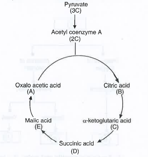 Choose the correct combination of labelling the number of carbon compounds in the substrate molecules, involved in the citric acid cycle    1. (A) 4C, (B) 6C, (C) 5C, (D) 4C, (E) 4C
 2. (A) 6C, (B) 5C, (C) 4C, (D) 3C, (E) 2C
 3. (A) 2C, (B) 3C, (C) 4C, (D) 5C, (E) 6C
 4. (A) 4C, (B) 5C, (C) 6C, (D) 4C, (E) 4C