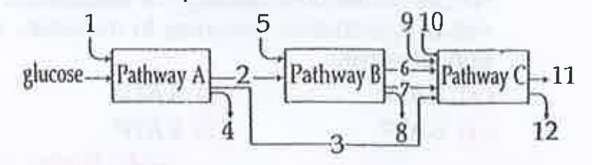 The three boxes in this diagram represent the three major biosynthetic pathways in aerobic respiration. Arrows represent net reactants or products.      Arrows numbered 4, 8 and 12 can all be