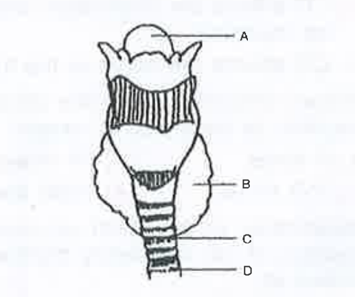The diagram represents the human larynx choose the correct combination of labelling from the option given