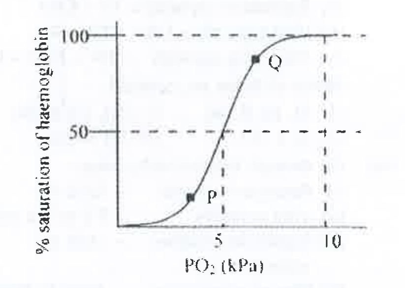 Oxygen saturation curve of haemoglobin molecule is show in the graph      The correct representation of haemoglobin molecule at points p and q is respectively