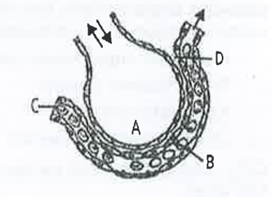 The figure given below shows a small part of human lung where exchange of gases takes place in which one of the options given below the one part A,B,C or D is correctly identified along with its function