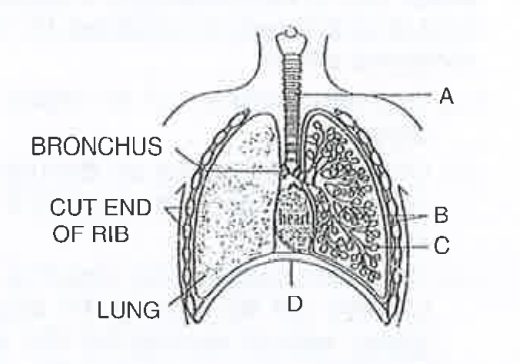 The figure shows a diagrammatic view  of human respiratory system with labels A,B,C and D select the option which gives correct identification and main funciton and / ro characteristic