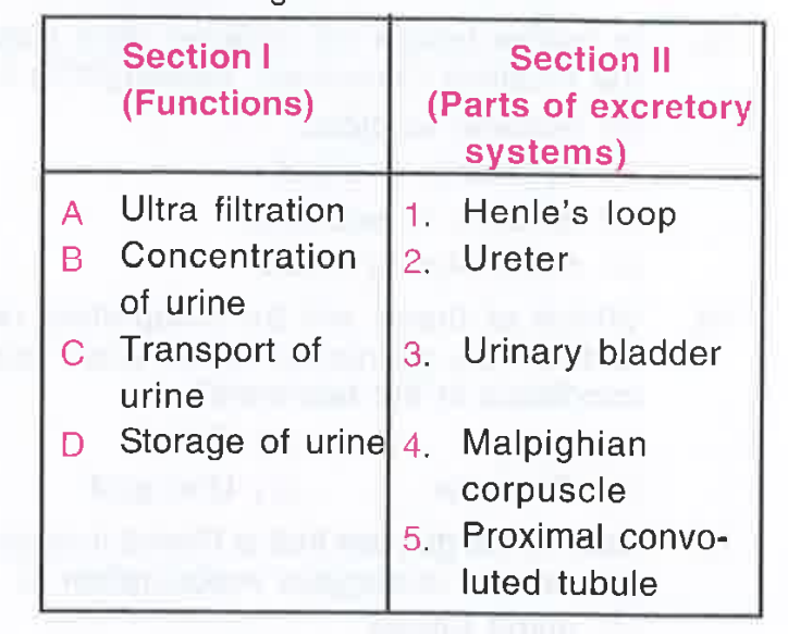 Match the excretory functions of Section I with the parts of the excretory system in Section II. Choose the correct combination from among the answers given