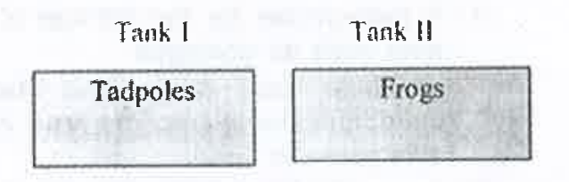 Water from the two tanks shown in the diagram was tested 3 hours after they were stocked with indicated animals. The predominant nitrogenous waste detected in Tank I and Tank II respectively would be