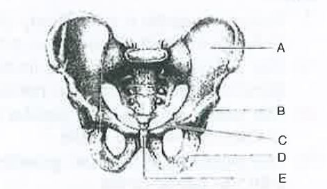 In the pelvic girdle of man A,B,C,D and E respectively represent