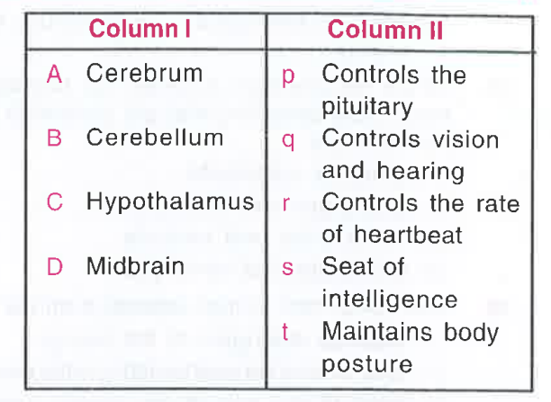 Column I list the parts of the human brain and column II lists the functions. Match the two columns and identify the correct choice from those given
