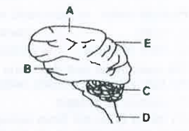 In the diagram of the lateral view of the human brain, parts are indicated by alphabets. Choose the answer in which these alphabets have been correctly matched with the parts which they indicate ?
