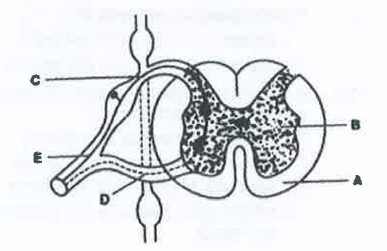In a cross section of the spinal cord A, B, C, D and E represent