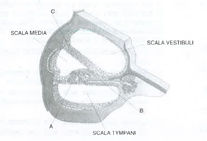In the figure related to human ear, what do A, B and C stand for respectively