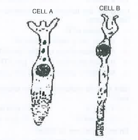 Examine the diagram of the two cell types A and B given below and select the correct option