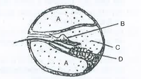 Given below is a diagrammatic cross section of a single loop of human cochlea      Which one of the following options correctly represents the names of three different parts ?
