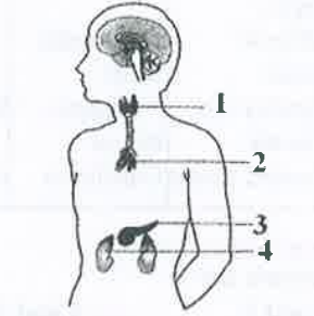 Given is the figure showing location of a few endocrine glands.      choose the one correct match