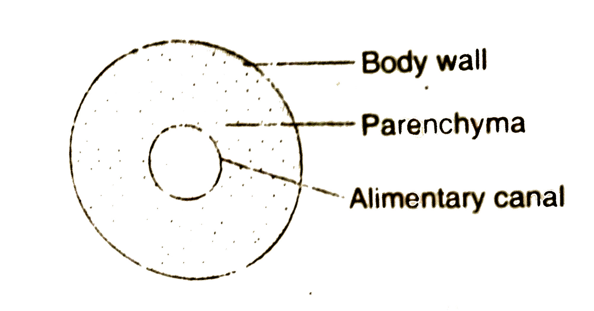 The cross-section of the body of an invertebrate is given below. Identify the animal, which has this body plan.
