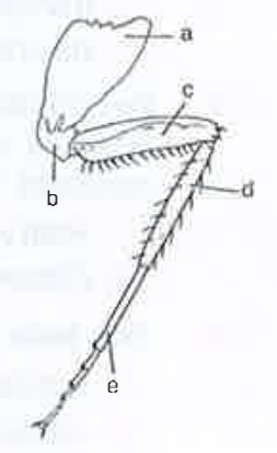 In the following diagram of a leg of cockroach parts have been indicated by alphabets. Choose the answer in which these alphabets have been correctly with the parts they inidcate.