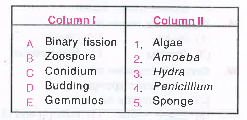 Match the items in column I with column II and choose the correct option