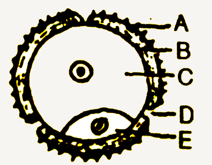 In the given  diagram name the parts A, B, C and D and E .