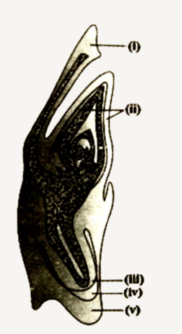Go through this figure  of L.S. of an embryo of grass