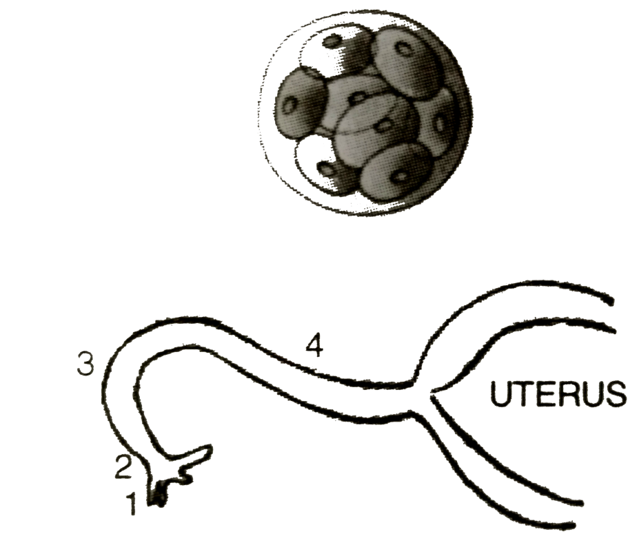 Given is the stage of a growing embryo and different regions of the fallopian tube marked 1,2,3,4. Name the parts