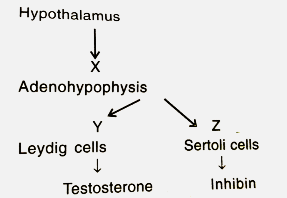 In the above diagram identify X, Y and Z with the sequence of number of appropriate hormones given below:-   (i) progesteron   (ii) LH   (iii). HCG   (iv). Estradiol   (v). FSH   (vi). GnRH