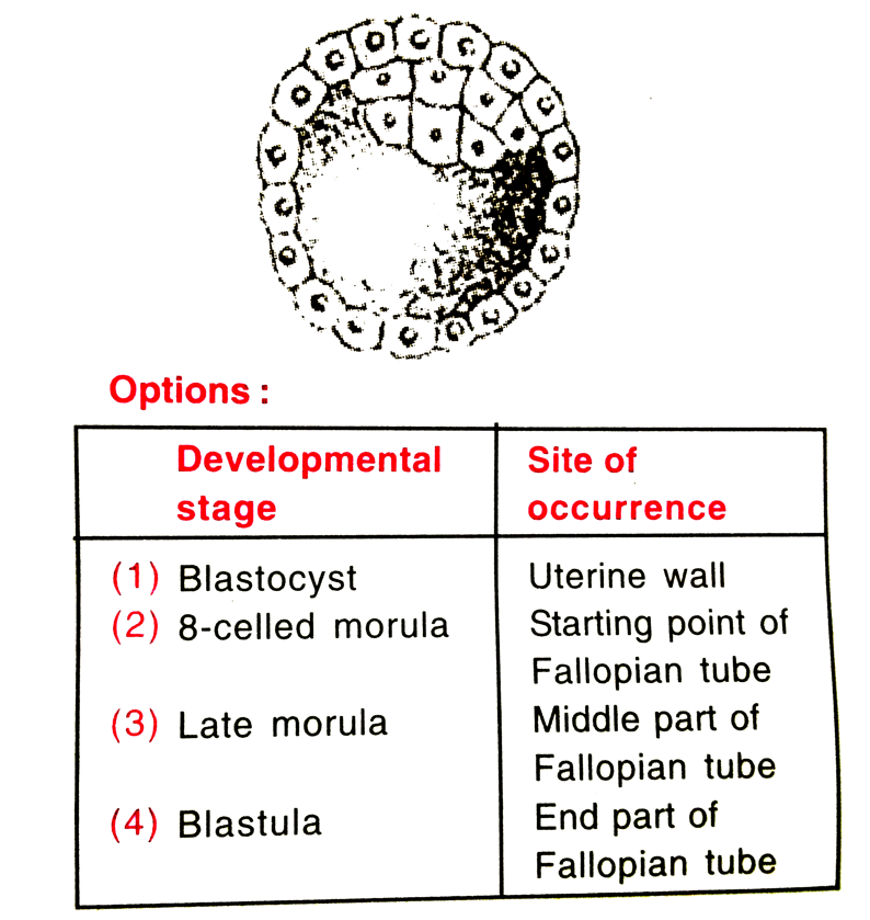 Identify the human development stage shown below as well as the related right place of its occurrence in a normal pregnant woman, and select the right option for the two together.   .