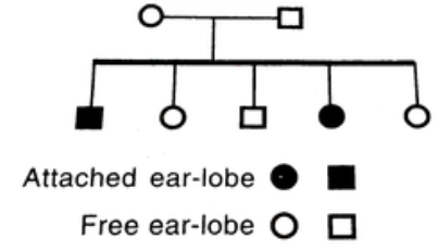 Given below is a pedigree chart of a family with five children. It shows the inheritance of attached ear lobes as opposed to the free ones. The squares represent the male indiones. The squares represent the male individuals and circles the female individuals      Which of one of the following conclusions drawn is correct?
